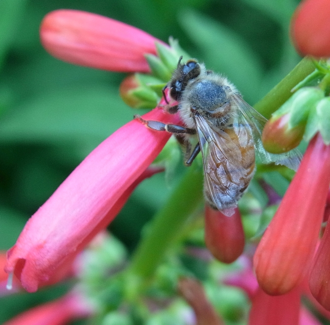 Honey bee robbing nectar on scarlet bugler using an entry hole created by a carpenter bee