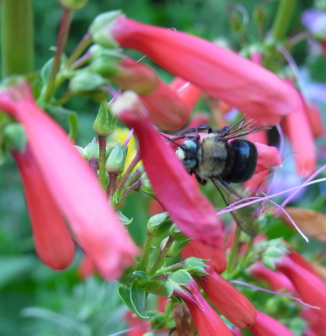 Male mountain carpenter bee robs nectar from scarlet bugler