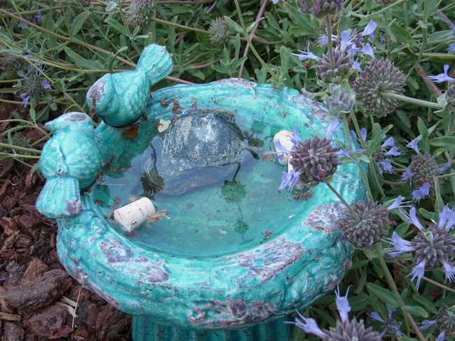 Shallow bird bath with stones and corks is used as a bee water source