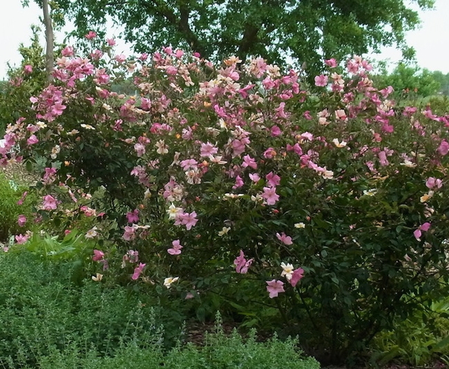 Butterfly rose can reach six feet by six feet at full size
