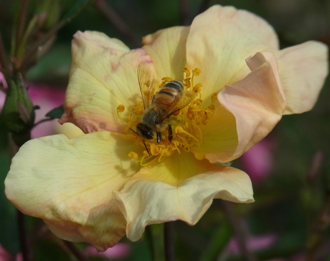 Honey bee in rose flower
