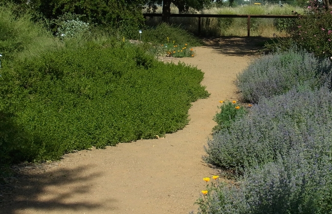 Large patches of 'Walker's Low' hybrid catmint and 'Twin Peaks' coyote brush.