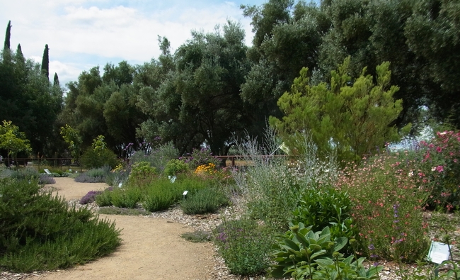 An area of the garden with many different plant species.