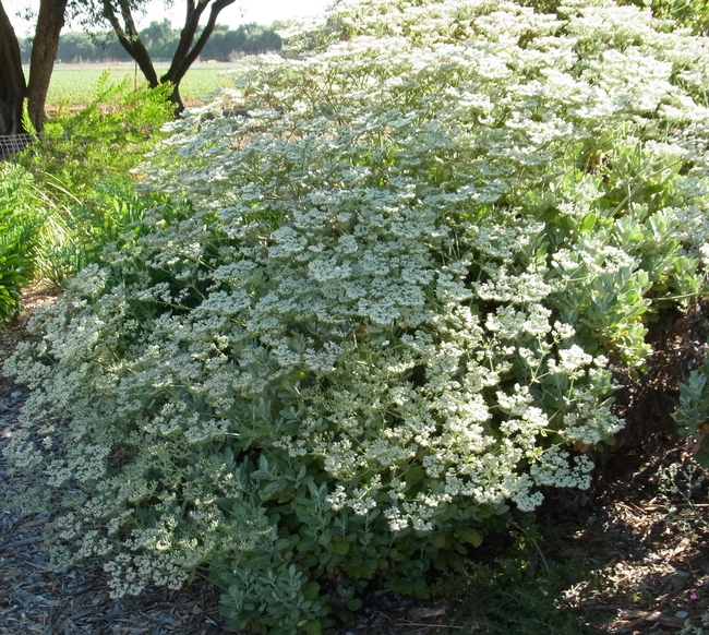 St. Catherine's lace in full bloom