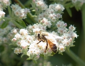 A honey bee on St. Catherine's lace