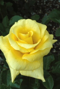 Hybrid rose flower with many layers of flower petals