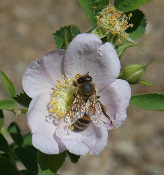 Honey bee on California rose