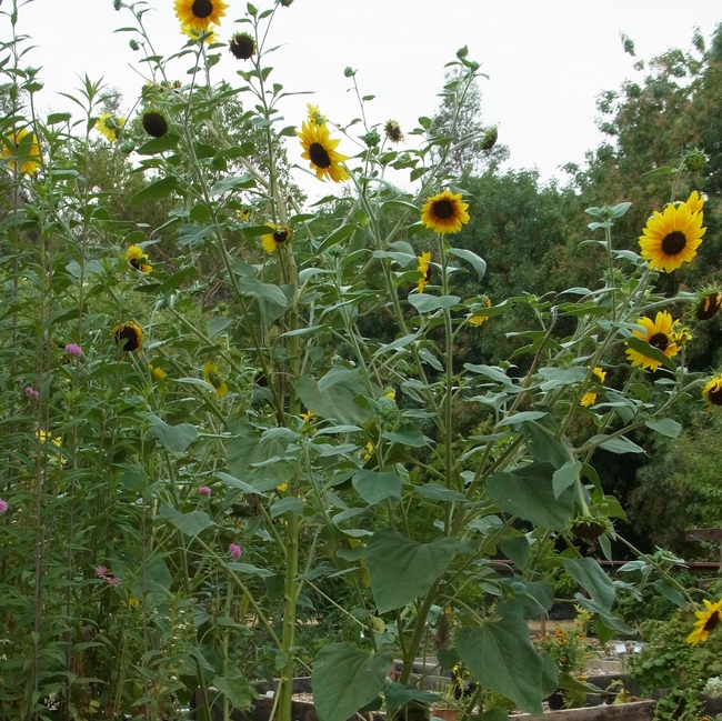 Volunteer sunflower plant blooming at the Haven