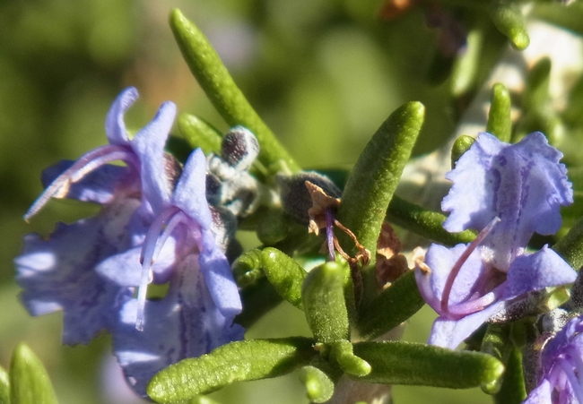 Rosemary 'Mozart' flower showing nectar guides