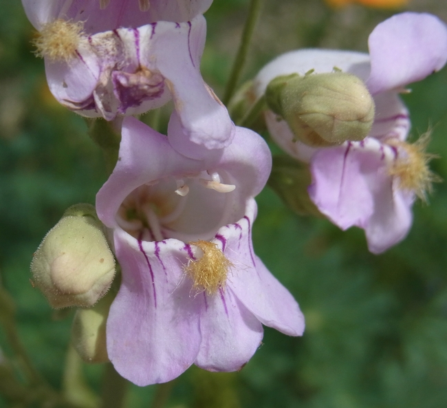 Desert penstemon flower with nectar guides
