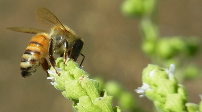 Honey bee on oregano