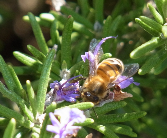 Honey bee on 'Mozart' rosemary