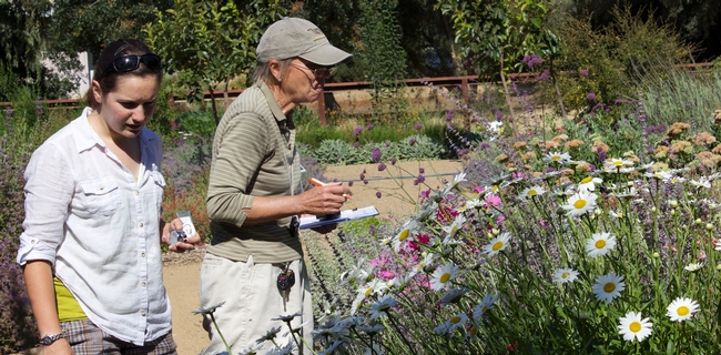 Surveying garden plants for beneficial insects