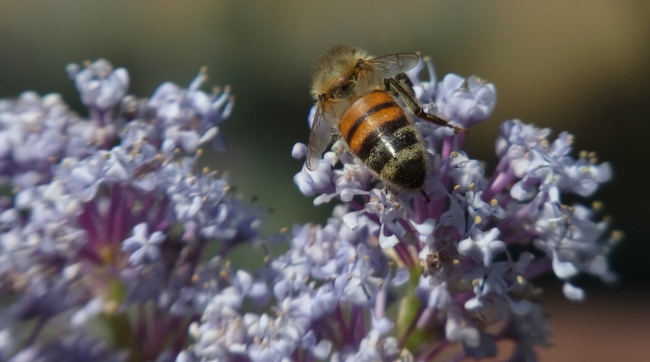 Honey bee on 'Topaz' ceanothus.