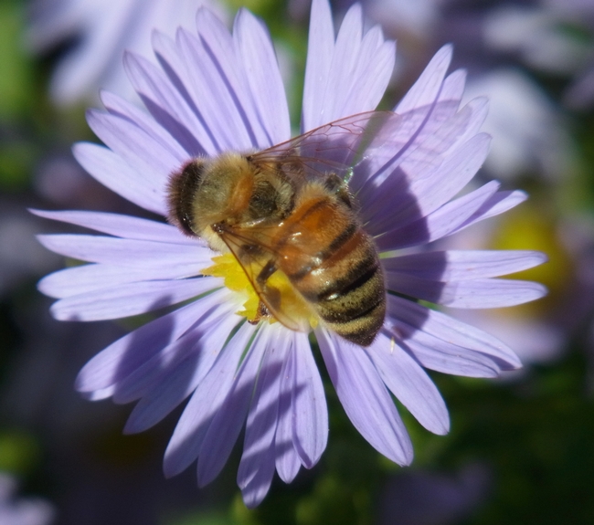 Honey bee on 'Bill's Big Blue' aster
