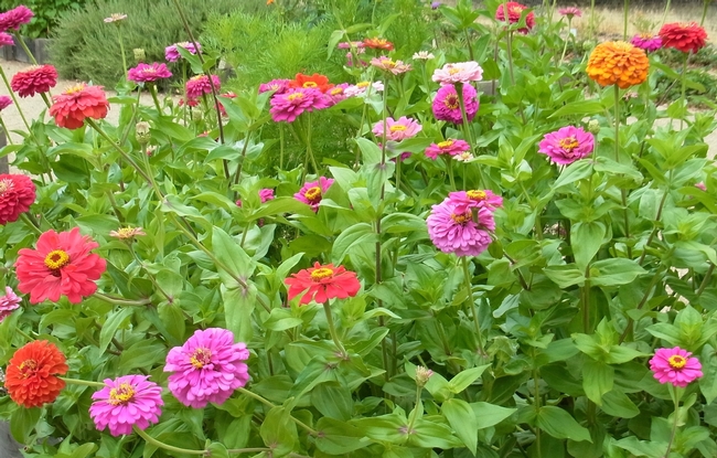 Zinnia in bloom at the Haven