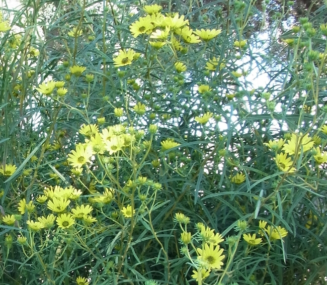 Swamp sunflower blooms during October and November