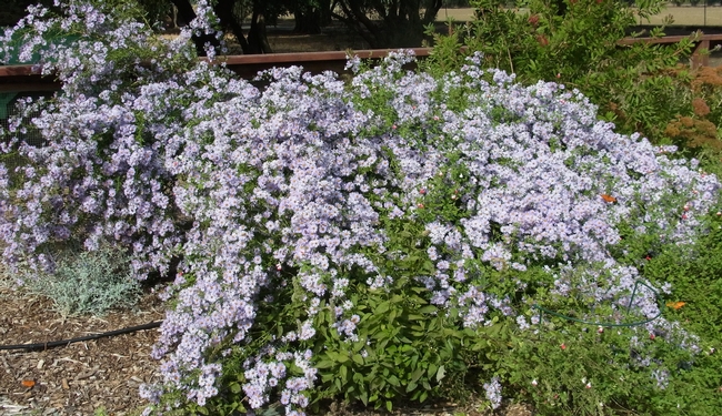 Aster 'Bill's Big Blue' in bloom at the Haven