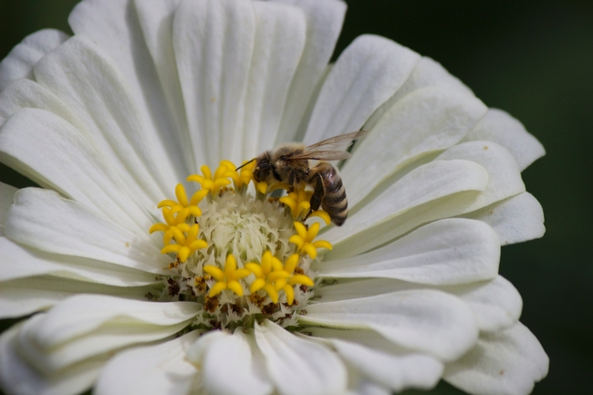 Honey bee on white zinnia