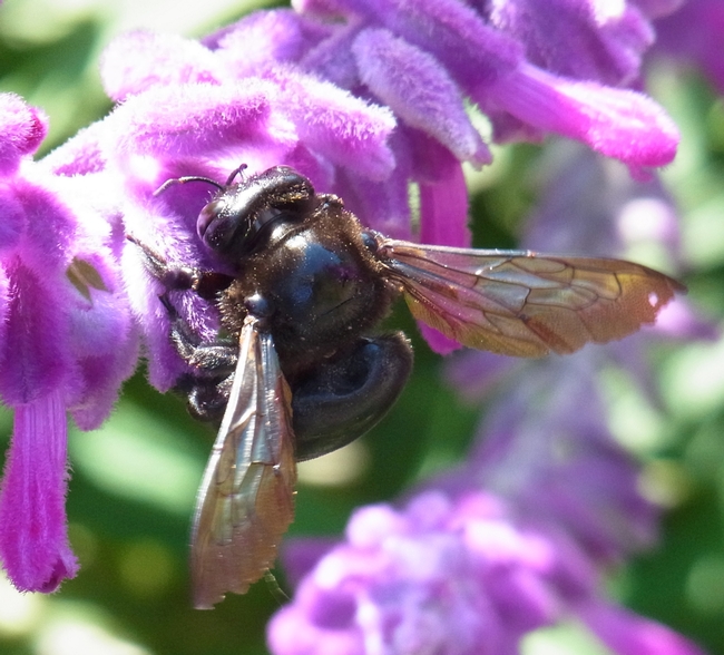 Female valley carpenter bee on the Haven's Mexican sage