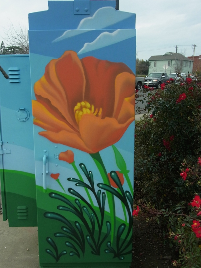 Closeup of California poppy on painted utility box