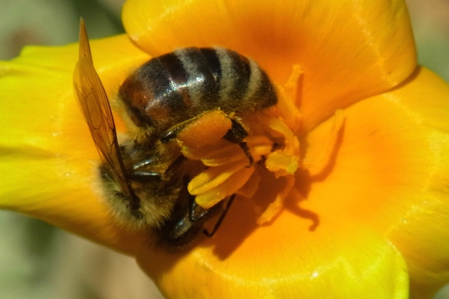 Honey bee in California poppy
