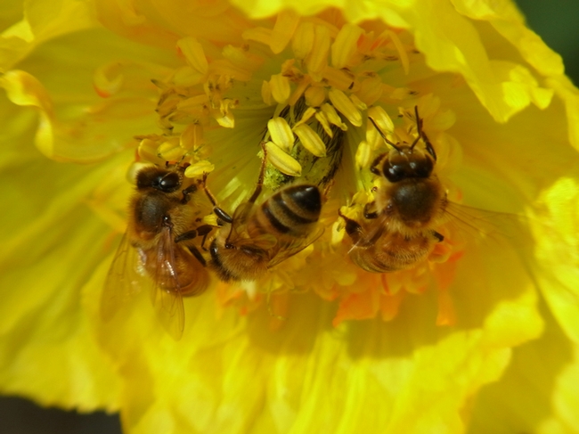 Honey bees in Iceland poppy