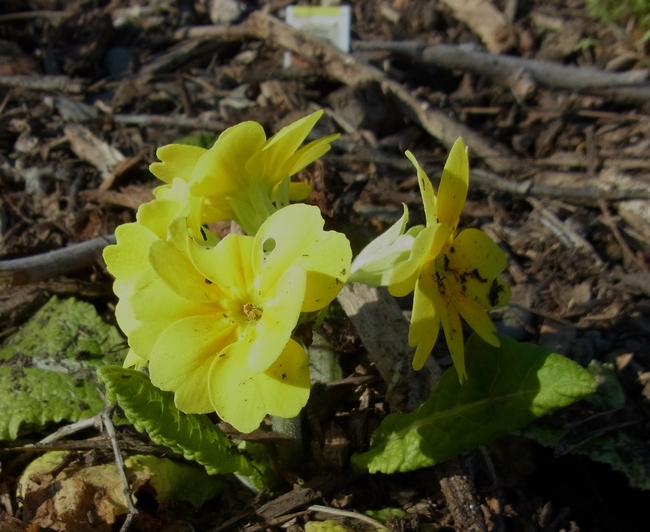 Primrose flower with no bees