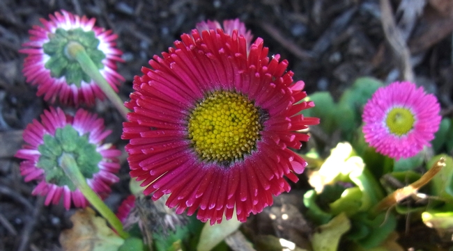 English daisy flower with no bees