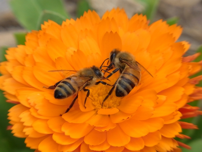 Honey bees on calendula