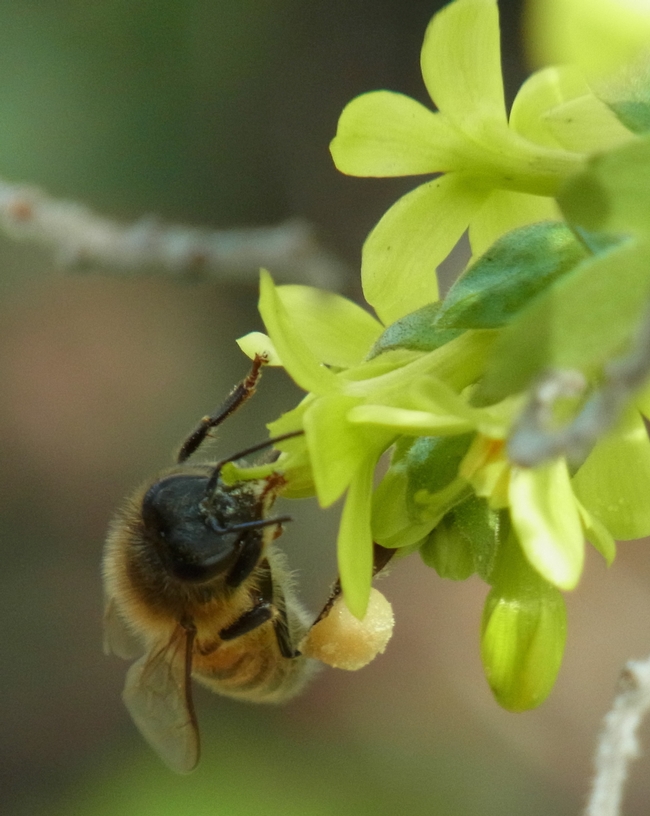 Honey bee on golden currant with a full load of pollen
