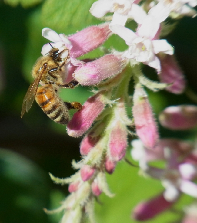 Honey bee nectars on chaparral currant.