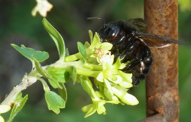 Female valley carpenter bee covered with golden currant pollen