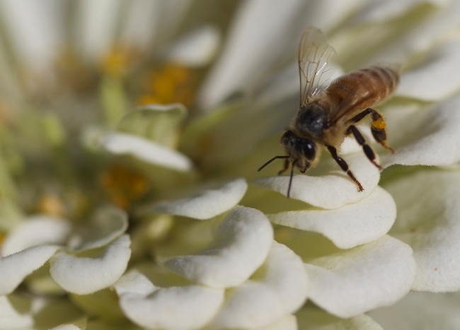 Honey bee in zinnia flower