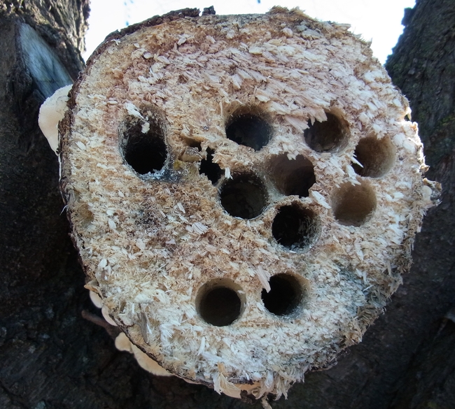 Valley carpenter bee nests in apple tree