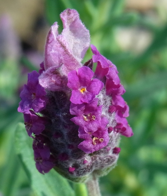 Spanish lavender 'Kew Red' flower