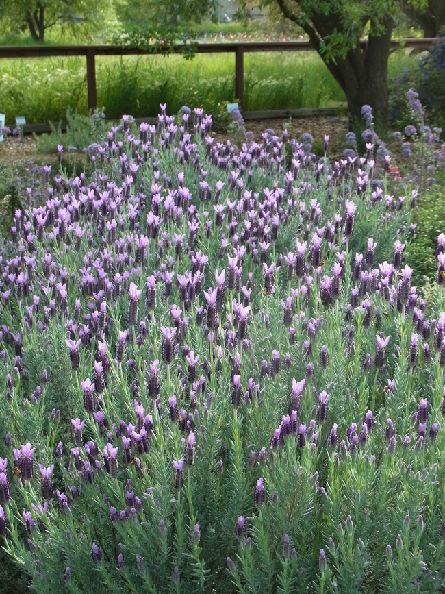 Spanish lavender 'Anne's Purple' blooming at the Haven this March