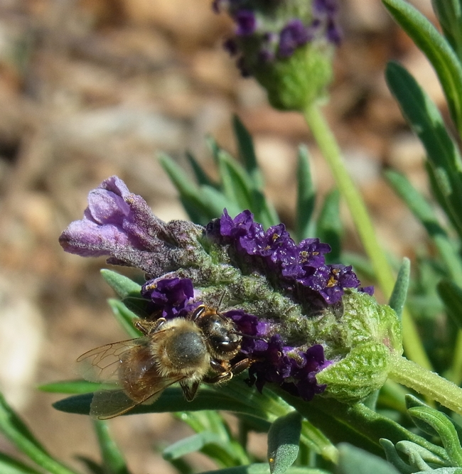 Honey bee 'Winter Bee' Spanish lavender