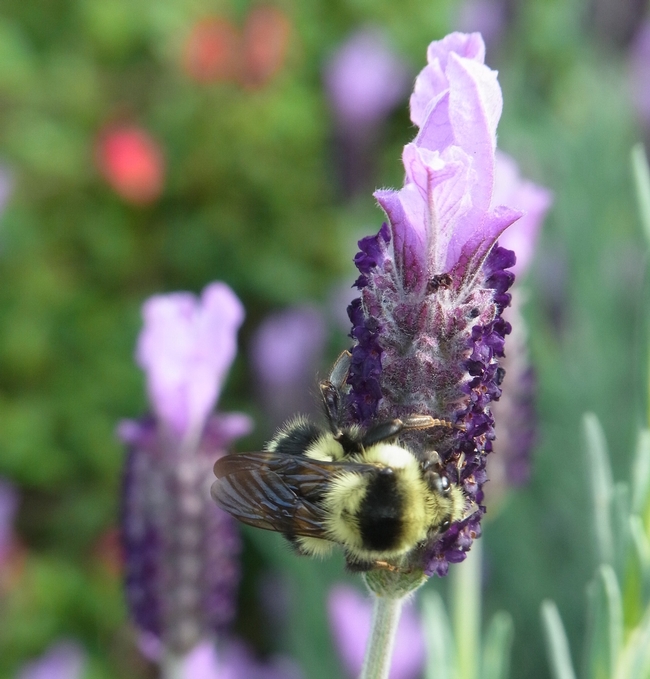 Yellow-faced bumble bee queen on Spanish lavender 'Anne's Purple'