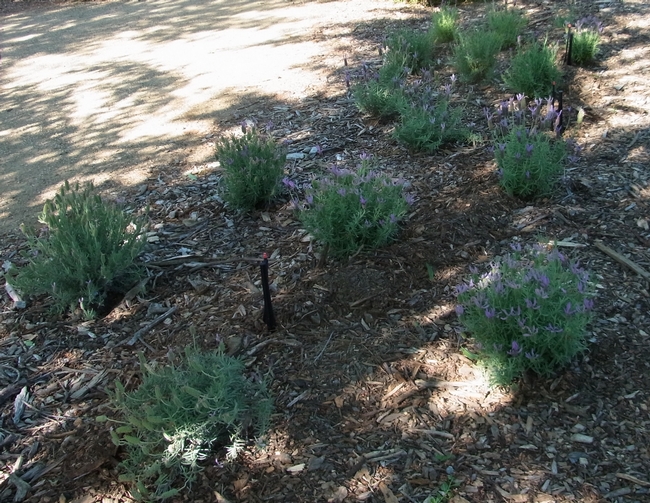 Spanish lavender evaluation at the Honey Bee Haven