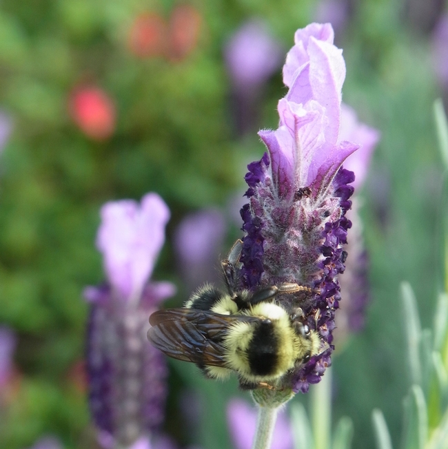 Black-tailed bumble bee queen on Spanish lavender.