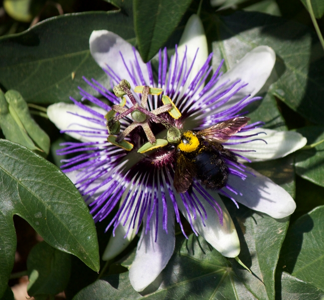 Valley carpenter bee female with pollen on passionflower.
