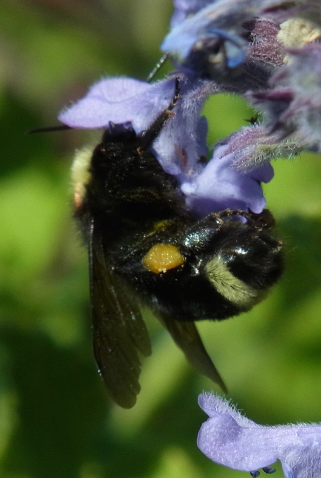 Yellow-faced bumble bee at Nepeta 'Walker's Low'