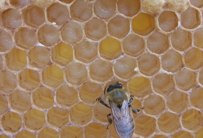 Bee larvae inside the hive