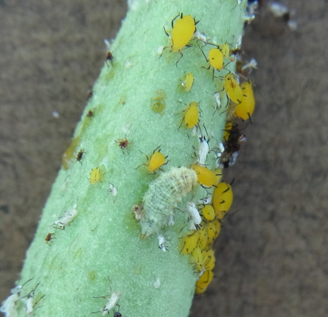 Aphidoletes aphidimyza on milkweed