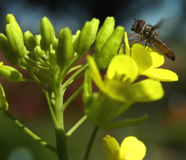 Hover fly adult