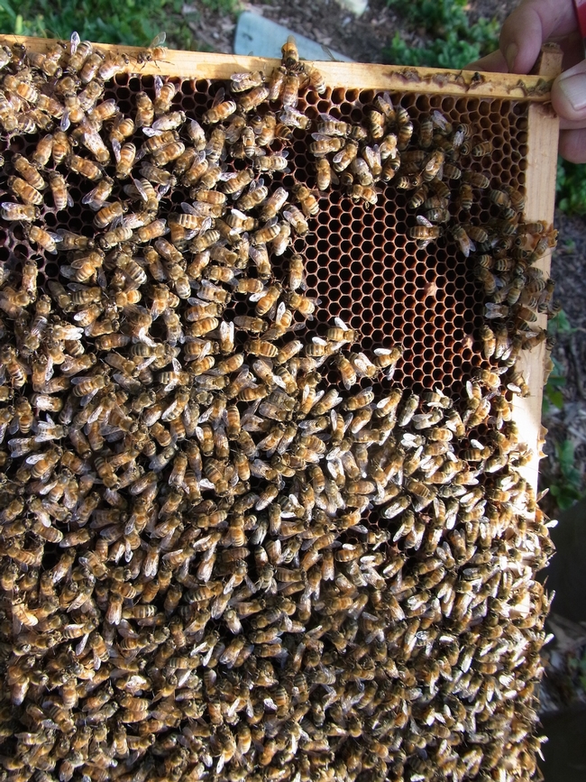 Full frame of bees