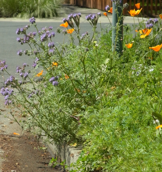 Phacelia and California poppy flowering in a planting strip