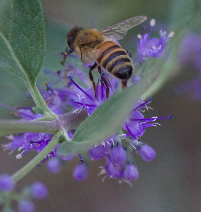Bluebeard flower with honey bee