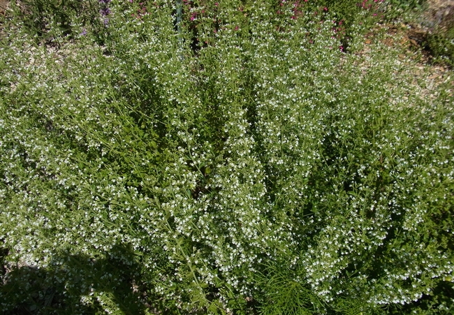 Calamint